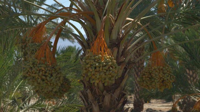 Date palm with large bunches of dates hanging in the hot sun in Thermal California 