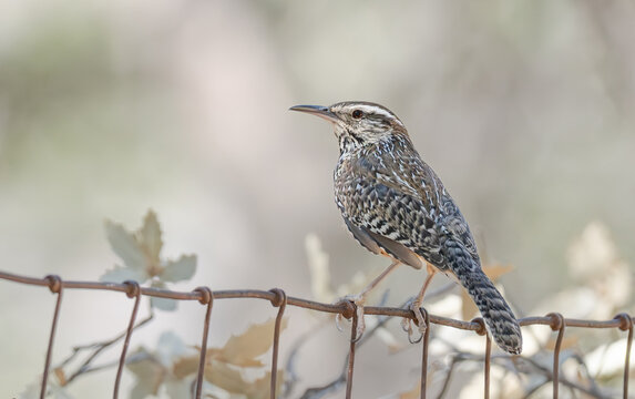 A Cactus Wren in Arizona