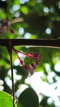 Beautiful bilimbi (Averrhoa bilimbi) flowers blooming gracefully on the trunk and branches, displaying delicate reddish-purple blossoms that highlight the unique charm of this tropical fruit tree.