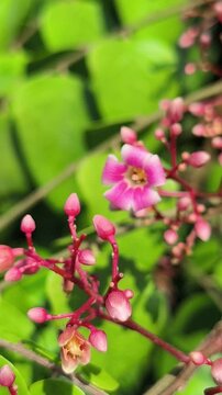 Beautiful bilimbi (Averrhoa bilimbi) flowers blooming gracefully on the trunk and branches, displaying delicate reddish-purple blossoms that highlight the unique charm of this tropical fruit tree.