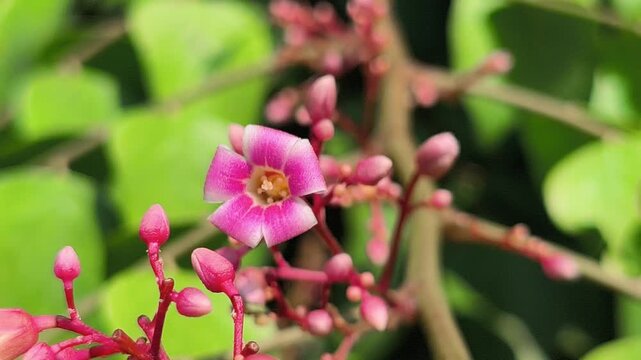 Beautiful bilimbi (Averrhoa bilimbi) flowers blooming gracefully on the trunk and branches, displaying delicate reddish-purple blossoms that highlight the unique charm of this tropical fruit tree.