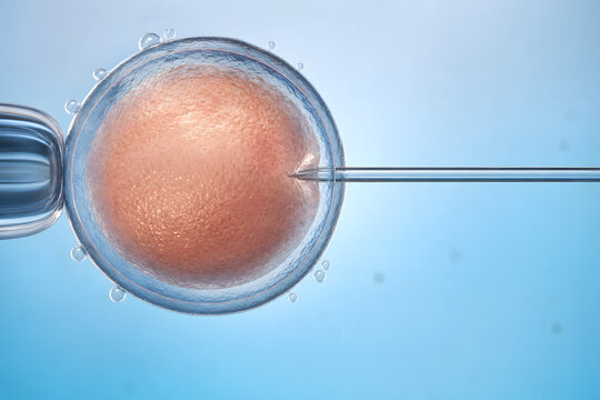 Microscopic Fertilization Injection Into Human Egg Cell