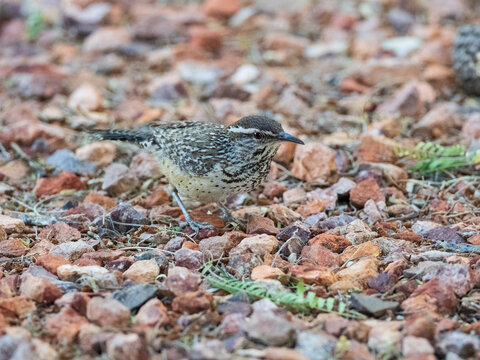 A Cactus Wren in Arizona