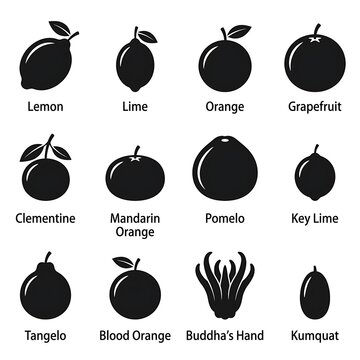 Assorted citrus fruits illustration set isolated.
