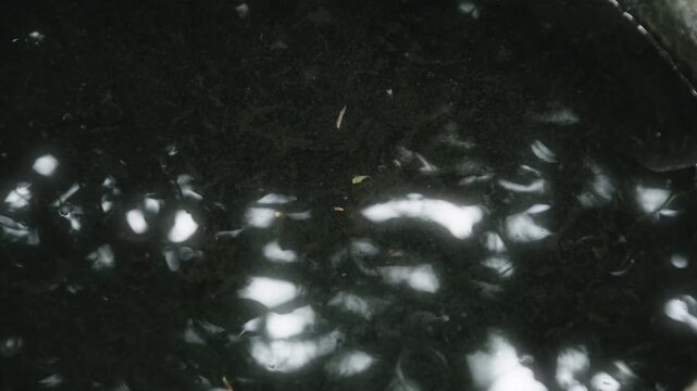 紋を拡げて静かに揺れる穏やかな川の流れと表面に夏の自然の緑を反射する水面の揺らぎ　水資源・夏休み・アウトドア　日本の涼しい風景　