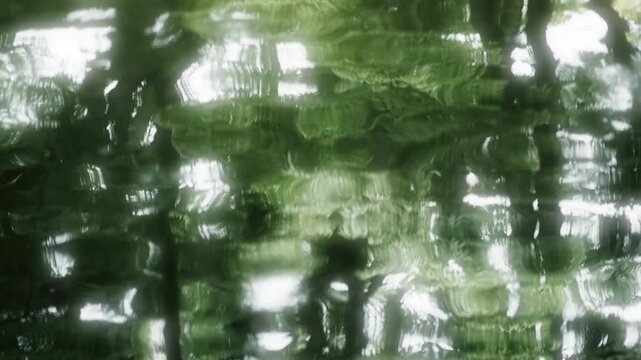 Peaceful Forest Waterside with Water Striders and Green Tree Reflections	
