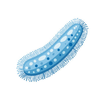 Blue rod-shaped bacterium with cilia