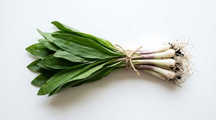 Fototapeta premium Fresh green basil leaves with stems isolated.