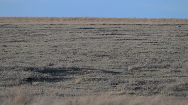 Swift fox at their den in the spring in the Canadian prairies
