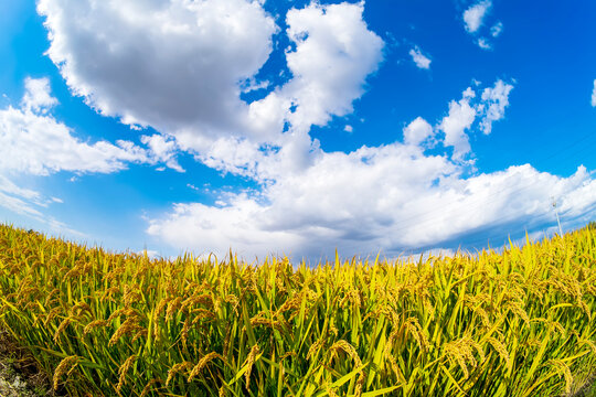 The rice fields are under the blue sky and white clouds