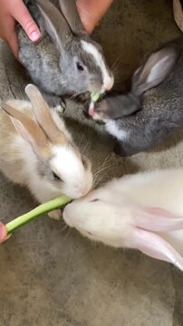 Top view of many cute domestic rabbits being petted and eating fresh vegetables.