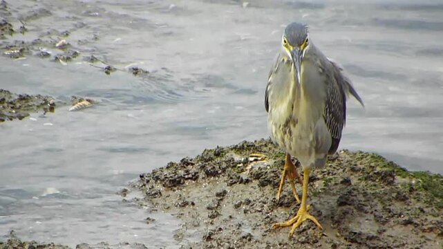 Endangered Striated Heron (Butorides striata) limping from an injury, in Japan, Eye Contact