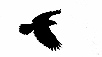 Fototapeta premium High contrast bold black silhouette of hawk bird of prey soaring freely elegant minimal avian design element graphics