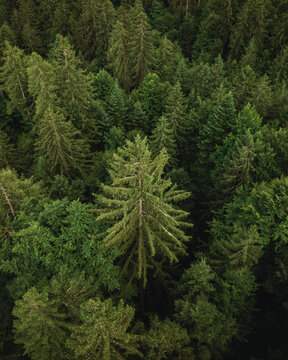 Aerial view of a dense coniferous forest with tall pine and spruce trees creating a lush green canopy in Cibiana di Cadore, Veneto, Italy.