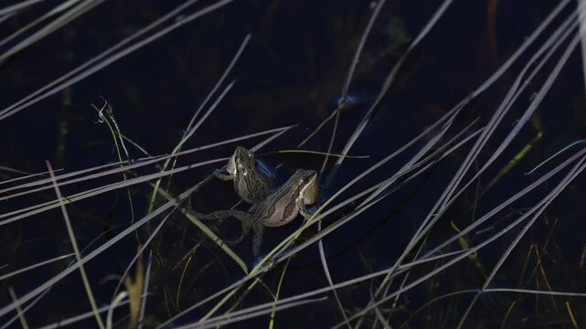 Wood frogs in the spring during mating season