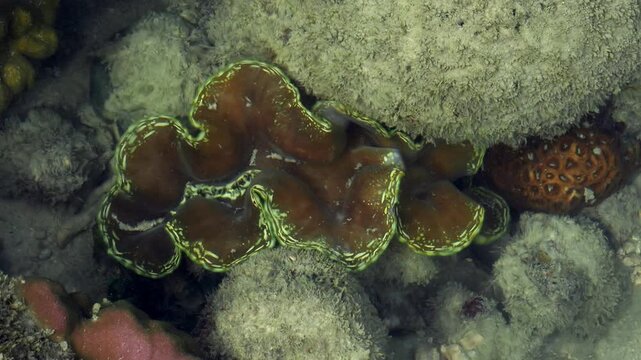 Giant Clam Hidden Beneath Coral in Tropical Shallow Reef