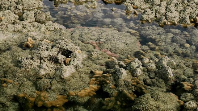 Octopus hiding among coral rocks in shallow reef pool
