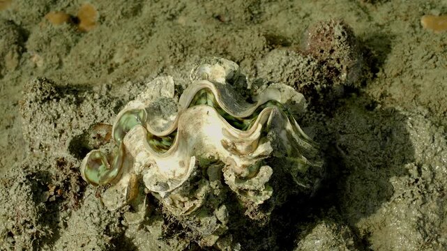 Giant clam exposed during low tide on tropical reef