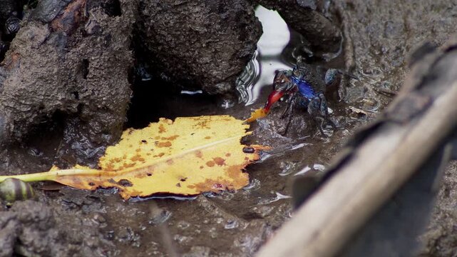 Colorful fiddler crab beside fallen leaf in mangrove
