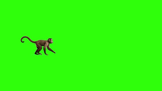 A detailed 3D animated chimpanzee walks on all fours across a bright chroma key green screen backdrop. Captured from a side profile perspective, this photorealistic primate asset is designed for seaml