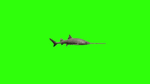 A photorealistic 3D rendered sawfish or carpenter shark swimming steadily in a side profile view. Set against a chroma key green screen, this detailed marine animal model is excellent for ocean life d