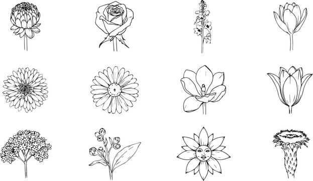black and white line drawings of various flowers and plants on white background