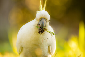 The sulphur-crested cockatoo is a relatively large white cockatoo found in wooded habitats in Australia. © Rob D Wildlife