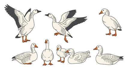 Obraz premium Set of seven white geese illustrations in various natural poses including standing, flying with outstretched wings, and resting on the ground.