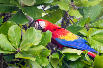 Scarlet macaw high in a tree © Shane