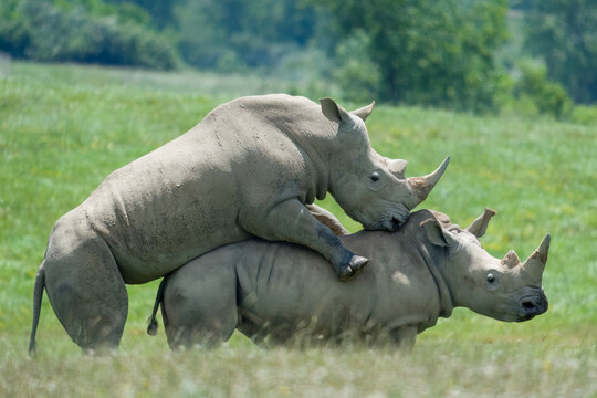 Two southern white rhinos preparing to mate