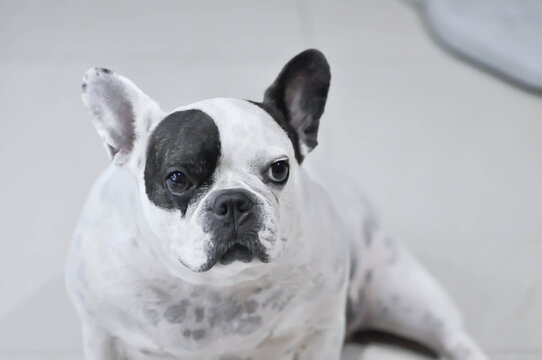 dog or french bulldog, unaware French bulldog