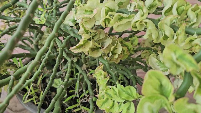 Close up view of a variegated Euphorbia tithymaloides plant with crinkled leaves and zigzag stems in a garden