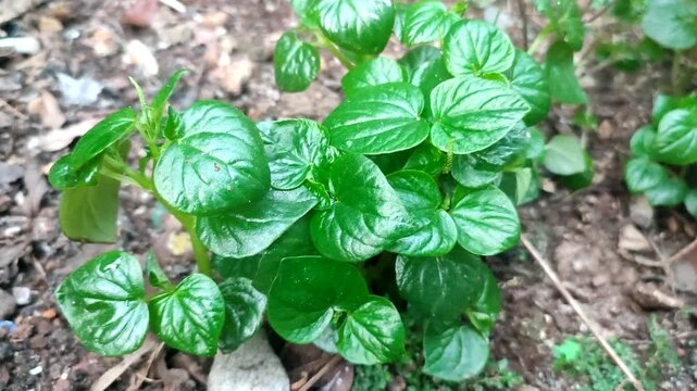 fresh green Peperomia pellucida plant
