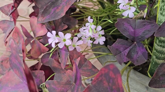 Beautiful Oxalis triangularis plant with purple shamrock leaves and delicate light pink flowers blooming in a pot