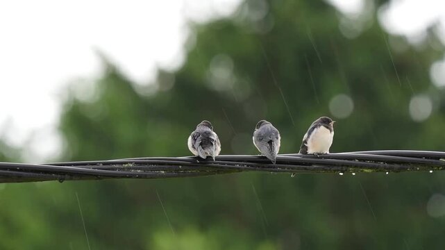 birds on a wire