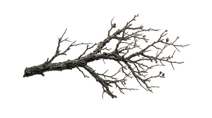 Fototapeta premium Dry tree branch isolated on black background