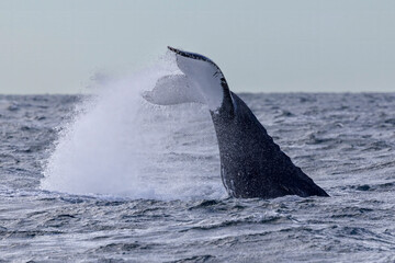 Naklejka premium Humpback Whale whale tail slapping