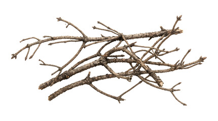 Fototapeta premium Dry Tree Branches on Black Background Studio Shot