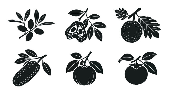 Flat vector icon set featuring six rare tropical fruits: Miracle fruit, Ackee, Breadfruit, Cempedak, Santol, Velvet apple, monochrome solid silhouette, botanical accuracy