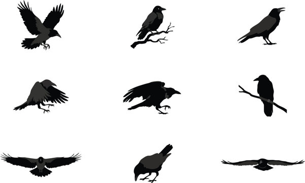Silhouette birds collection of flying and perched crows ravens and wild birds in different poses wings spread vector illustration set