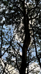 Fototapeta premium Vertical view looking up through thick silhouetted tree trunk