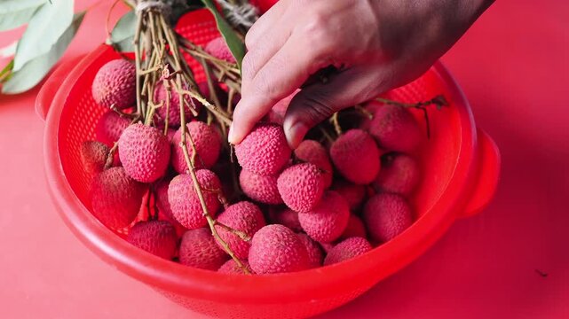Picking fresh lychee fruit at the market