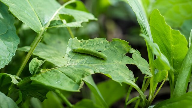 Caterpillar on Damaged Green Leaf Close Up