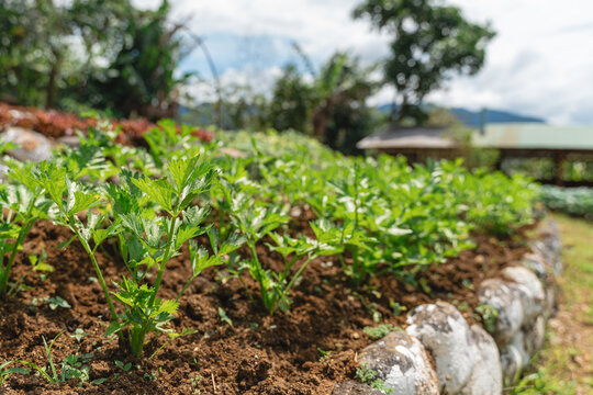 Growing celery plants in an organic garden bed