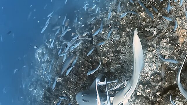 Gentle nurse sharks journey through Fiji's vibrant waters, their loyal remora companions in tow. A dense school of small fish surrounds the group, painting an artistic marine portrait on a sunny day.