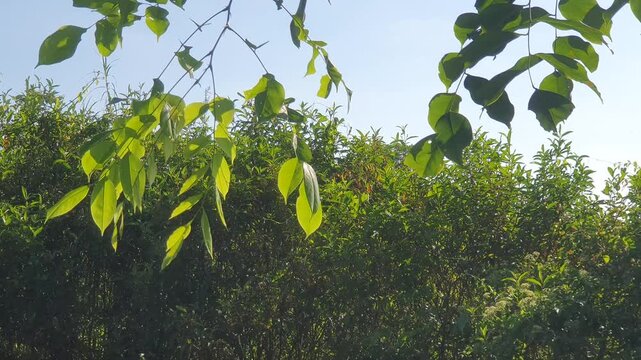 various types of green leaves in Indonesian nature