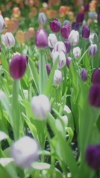 4K Vertical shot of camera panning across beautiful purple and white tulips blooming in the garden