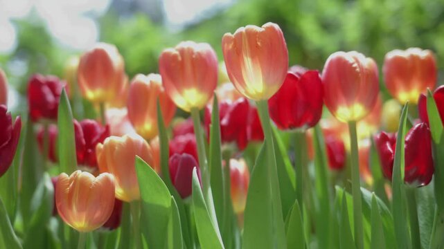 4K Handheld close-up shot of beautiful orange and red tulips blooming with soft bokeh background