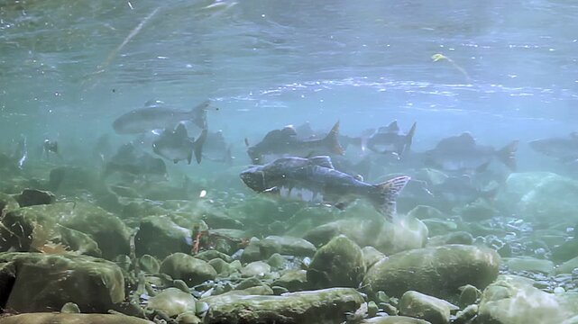 Witness graceful movement of salmon swimming through clear waters, surrounded by smooth stones and vibrant aquatic life. Watch as these beautiful fish navigate their habitat during sunny afternoon.