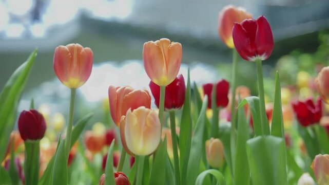 Handheld close-up shot of beautiful orange and red tulips blooming with soft bokeh background.